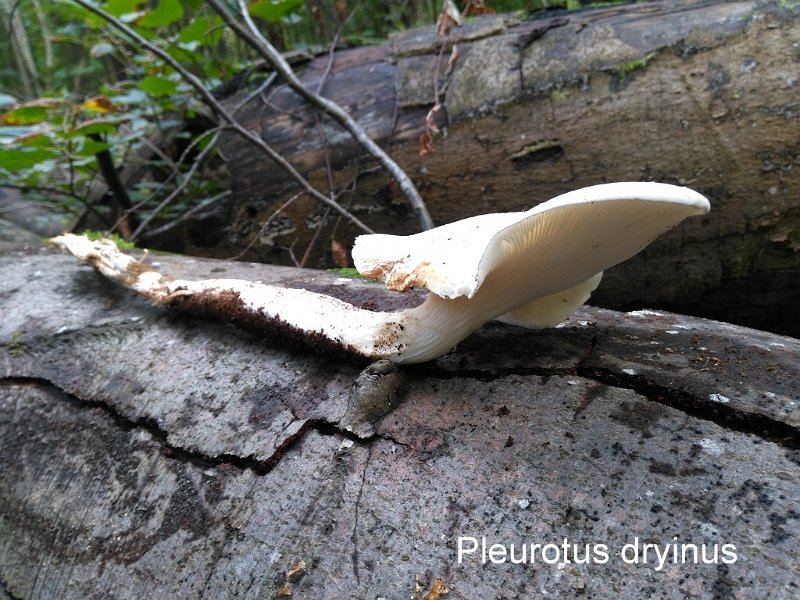 Pleurotus dryinus-amf1466.jpg - Pleurotus dryinus ; Syn: Lentodiopsis dryina ; Non français: Pleurote du chêne